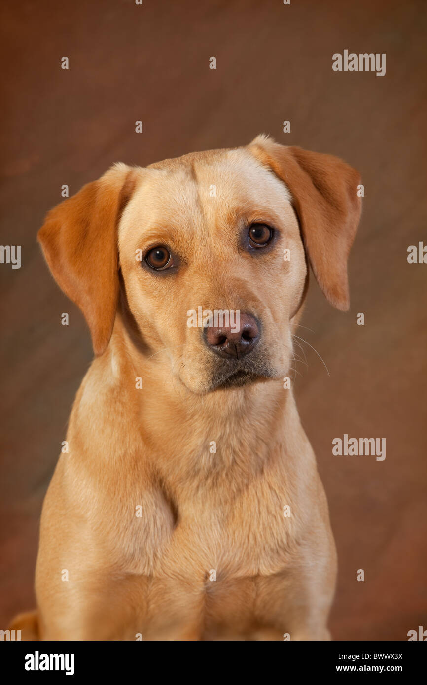 Studio-Porträt von einem gelben Labrador 8 Monate alt Stockfoto