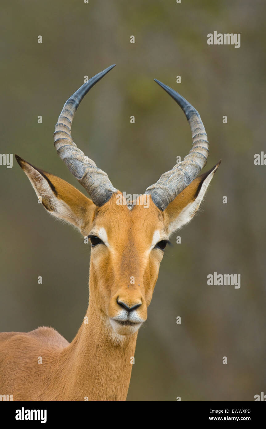 Impala Aepyceros Melampus Krüger Nationalpark in Südafrika Stockfoto