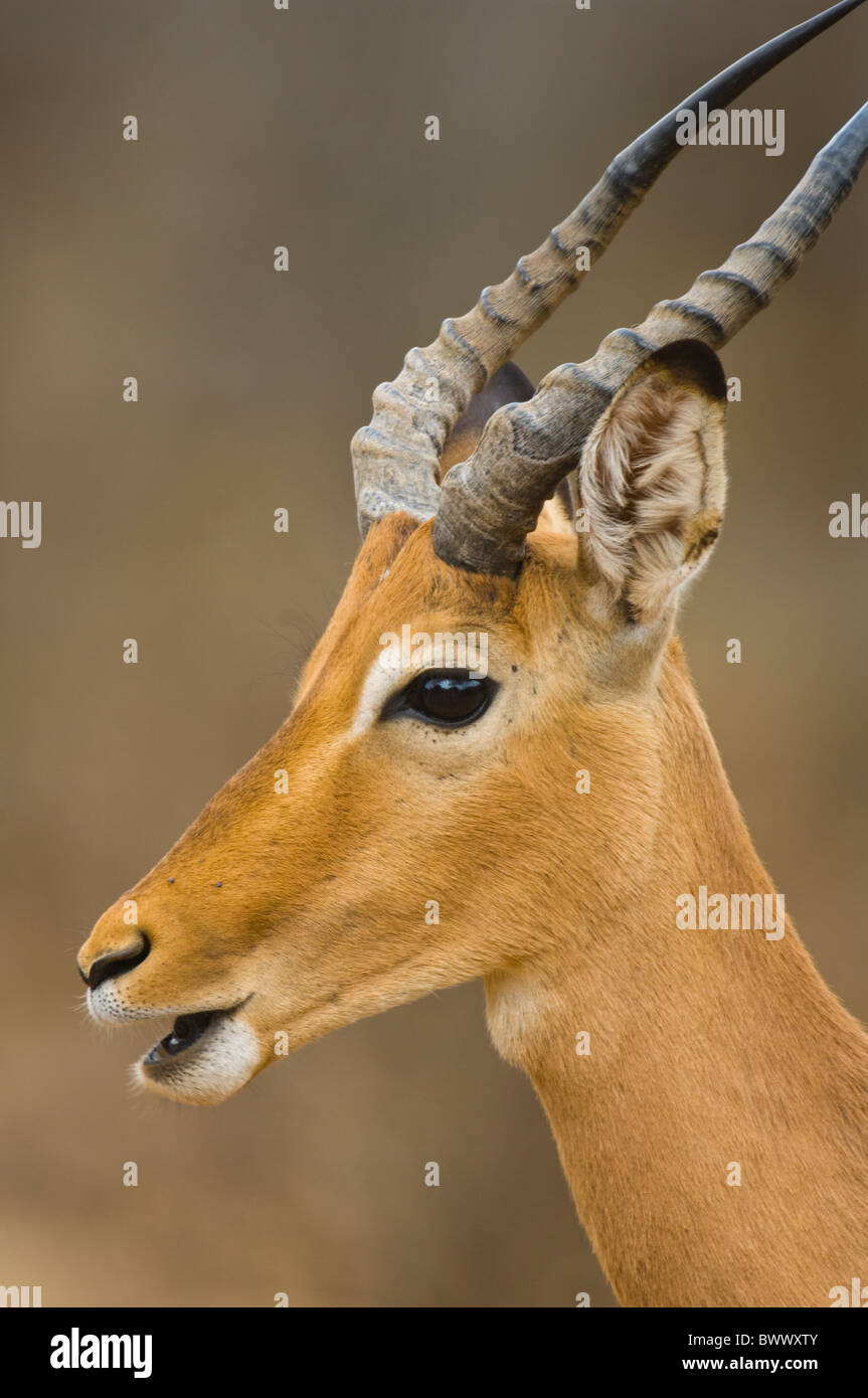 Impala Epyceros Melampus Krüger Nationalpark in Südafrika Stockfoto