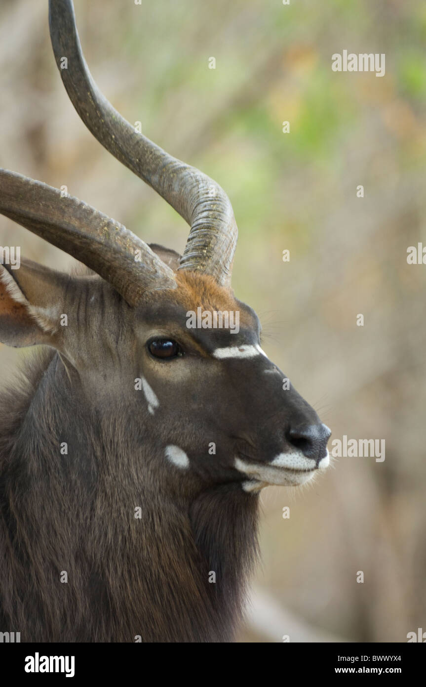 Nyala Tragelaphus Angasii Krüger Nationalpark in Südafrika Stockfoto