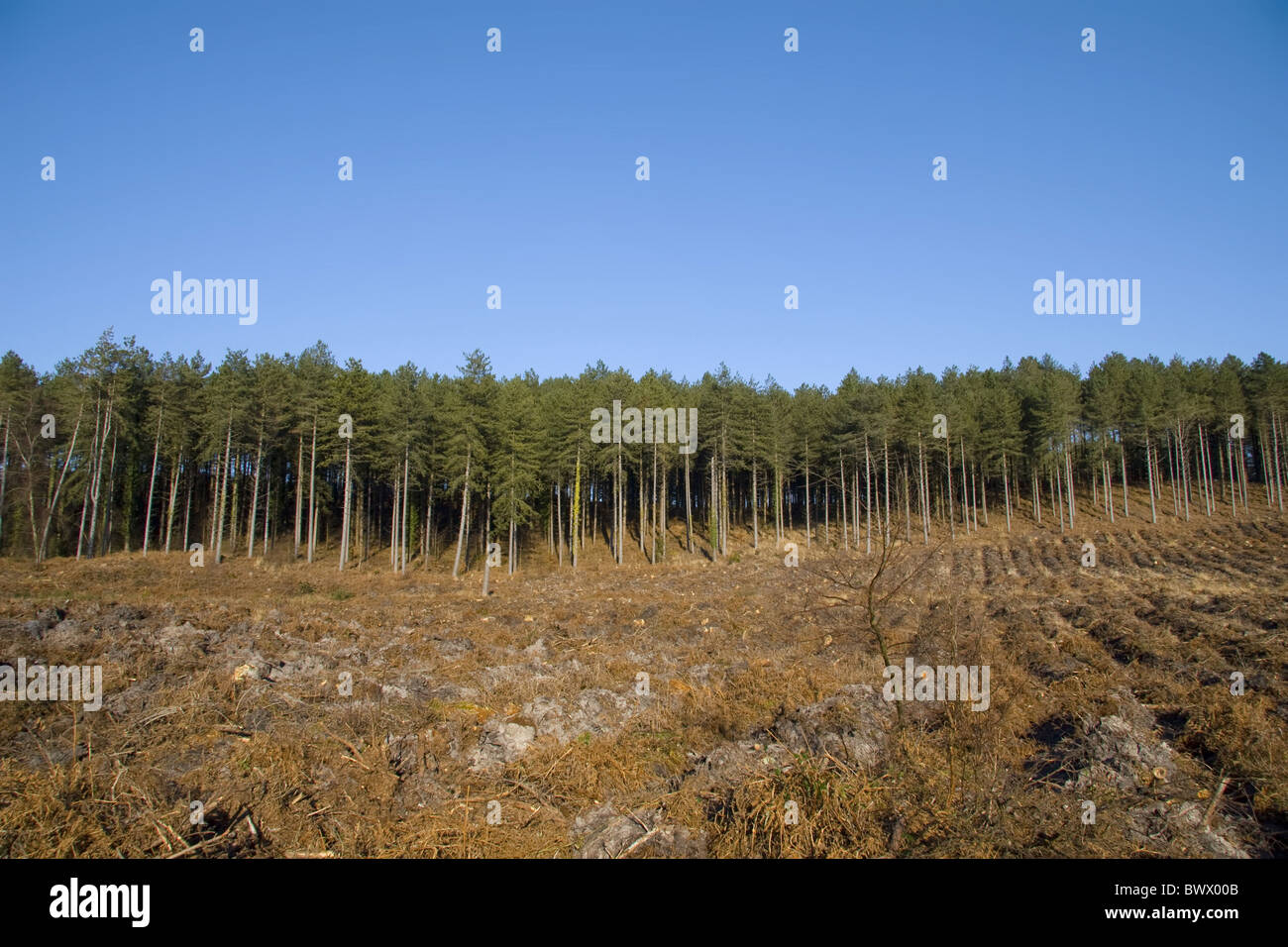 Dorset Moreton Pteridium Aquilinium Bracken Großbritannien britische kommerzielle Nadelbäume Koniferen Nadelbaum England englische Europa Stockfoto