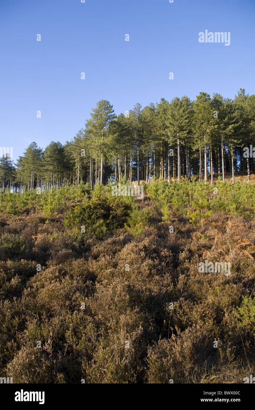 Dorset Moreton Pteridium Aquilinium Bracken Großbritannien britische kommerzielle Nadelbäume Koniferen Nadelbaum England englische Europa Stockfoto