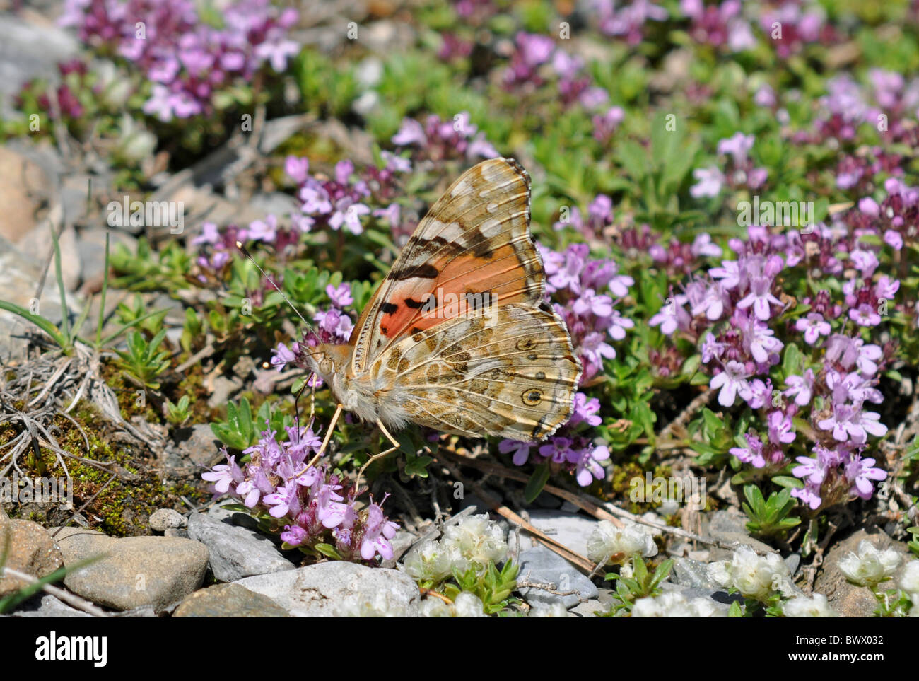Distelfalter (Vanessa Cardui) Erwachsene, Migranten, Fütterung auf schleichende Thymian (Thymus Praecox) Blumen, Valle de Pineta, Pyrenäen, Stockfoto