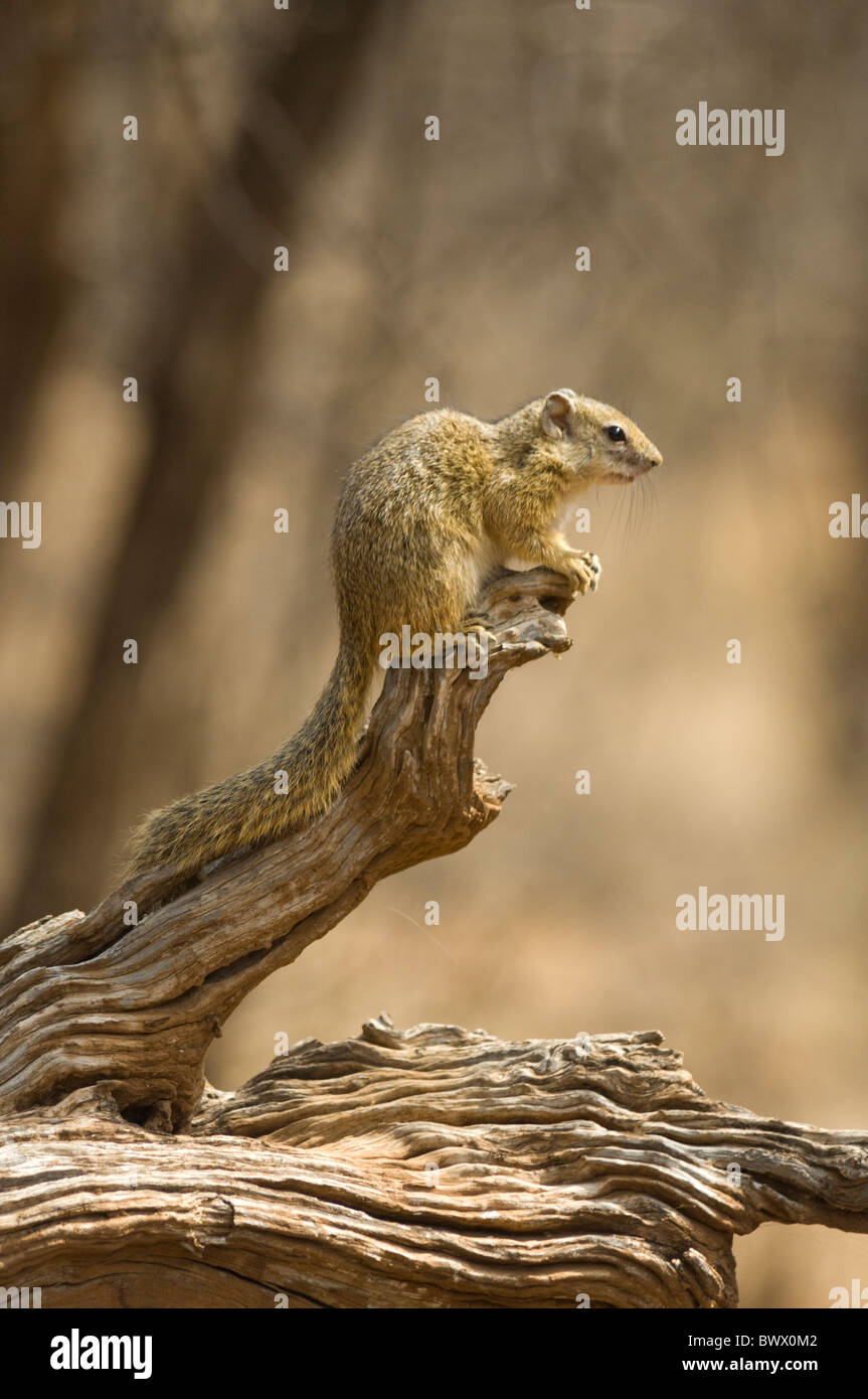 Baum-Eichhörnchen Paraxerus Cepapi Krüger Nationalpark in Südafrika Stockfoto