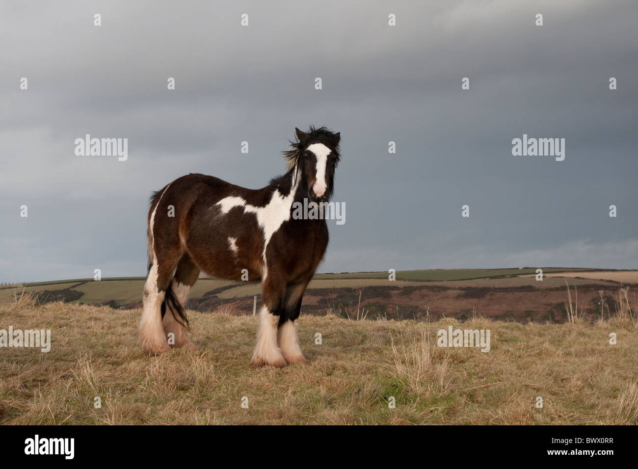 Welsh Pony im Acker in Wales, UK Stockfoto