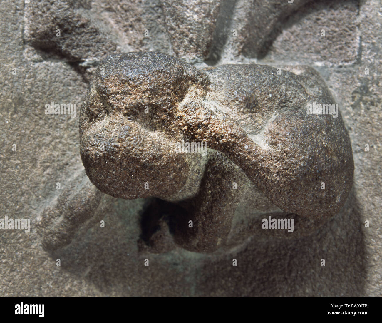 Chester Cathedral, Hund kratzt ihm ins Ohr, rote Sandsone Corbel auf den Schrein der St Werburgh Stockfoto