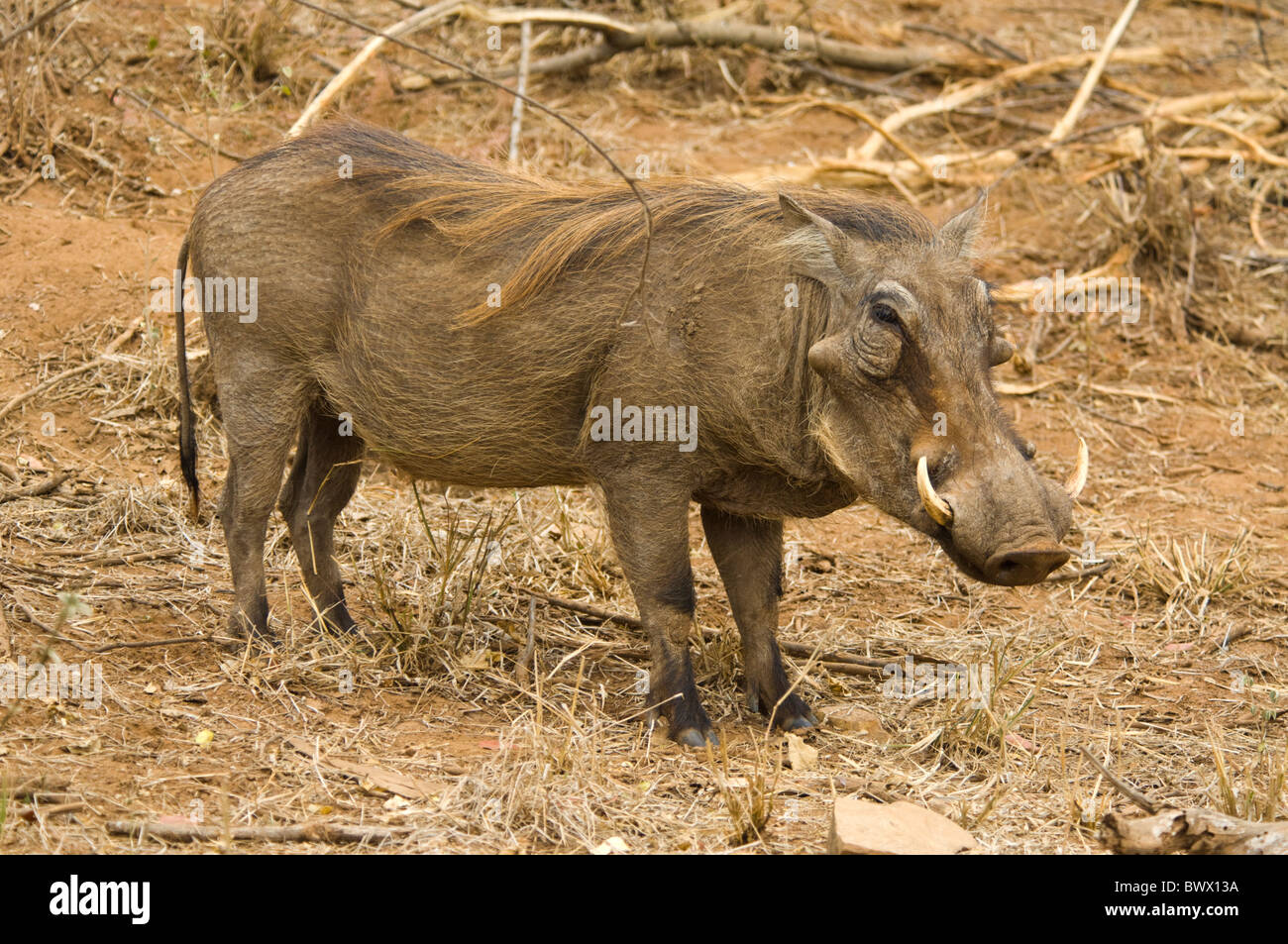 Warzenschwein Phacochoerus Africanus Krüger Nationalpark in Südafrika Stockfoto
