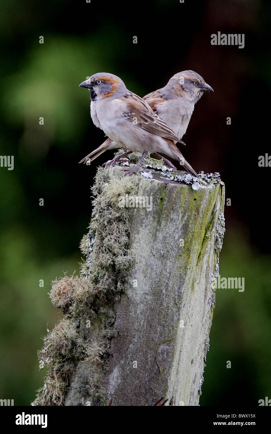 Rufous Spatz (Passer Rufocinctus) Erwachsenen paar, gehockt Flechten bedeckt Zaunpfahl, Kenia, Oktober Stockfoto