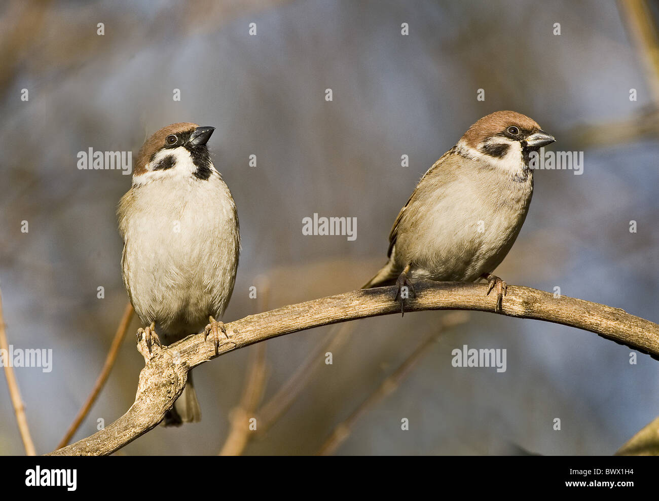 Eurasische Baum-Spatz (Passer Montanus) Erwachsenen paar, thront auf Zweig, Lincolnshire, England Stockfoto