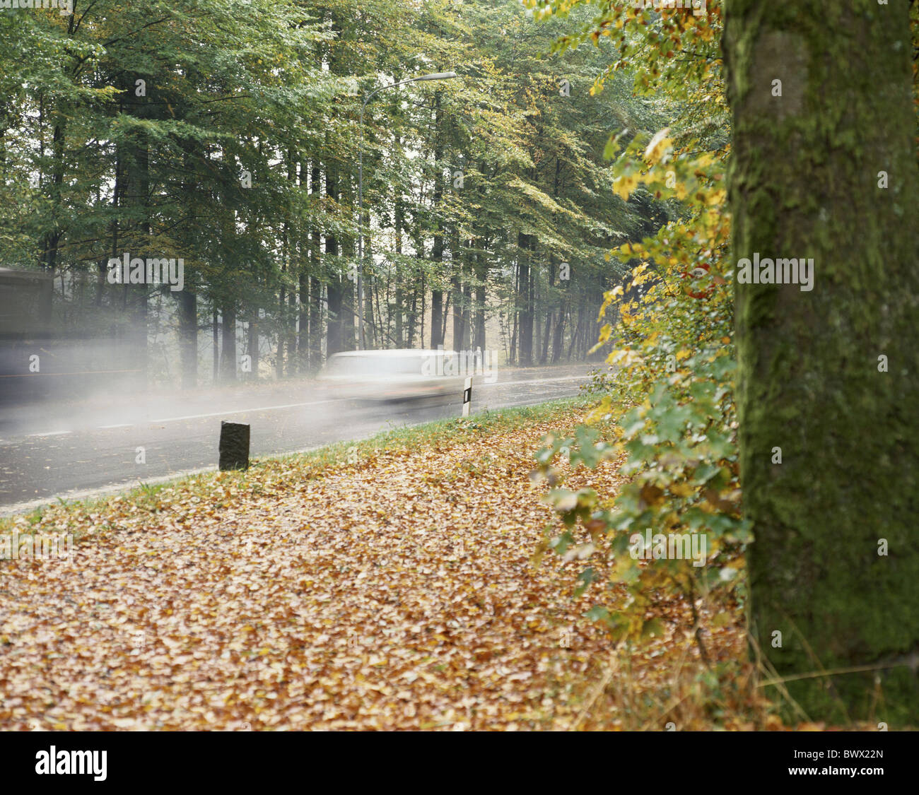 herbstliche Bäume Land Straße Straße Laub nassen Schlechtwetter Holz Wald Straße Waldstraße Herbstregen Stockfoto