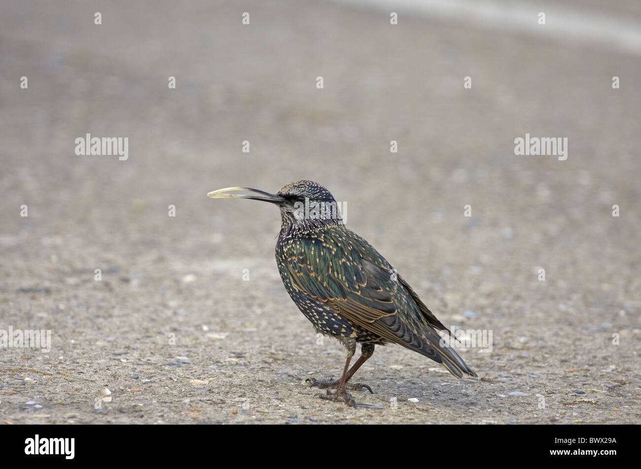 Gemeinsamen Starling (Sturnus Vulgaris) Erwachsenen, mit außergewöhnlich lange deformierter Schnabel, Norfolk, England Stockfoto