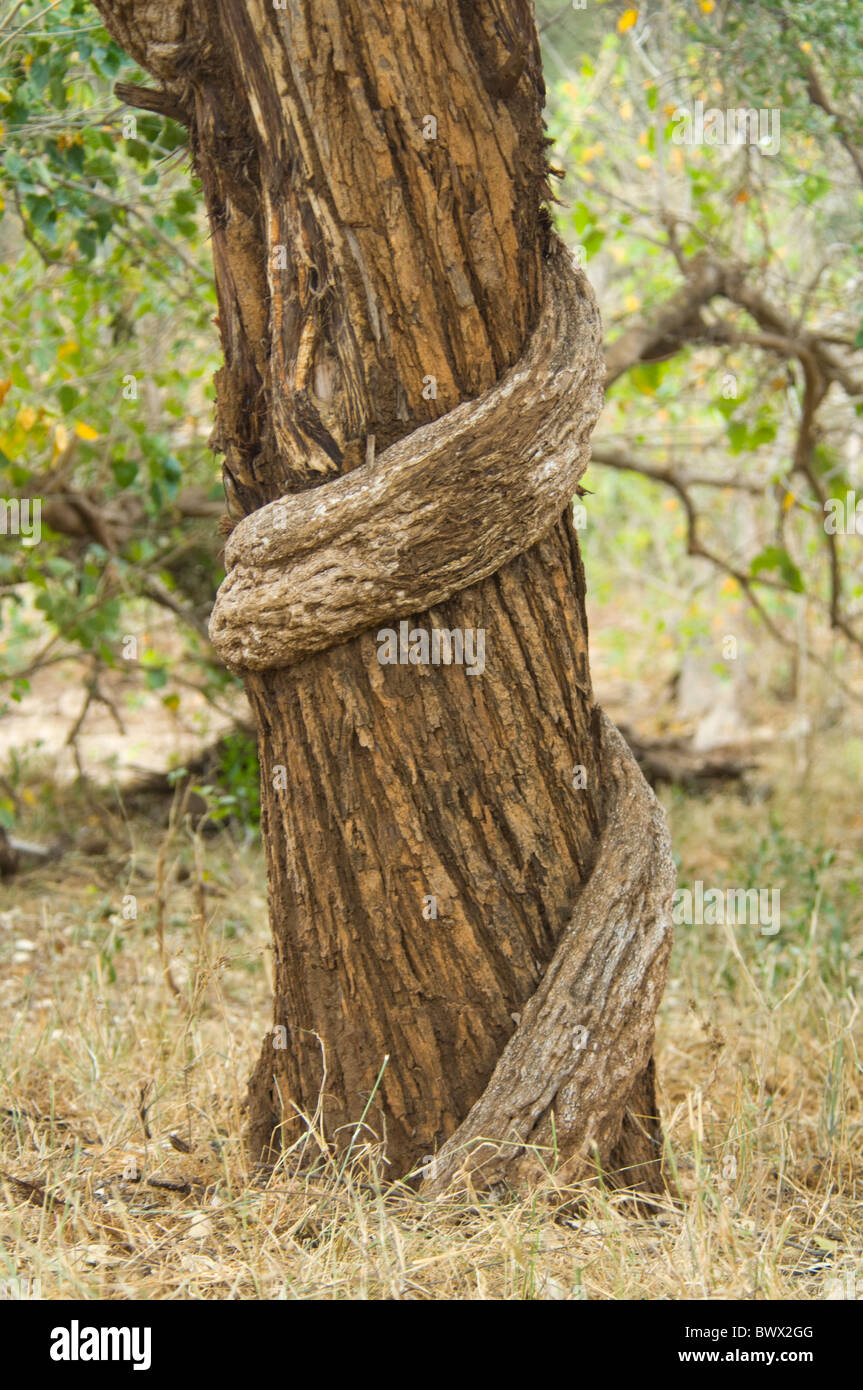 Strangler Fig Tree Krüger Nationalpark in Südafrika Stockfoto