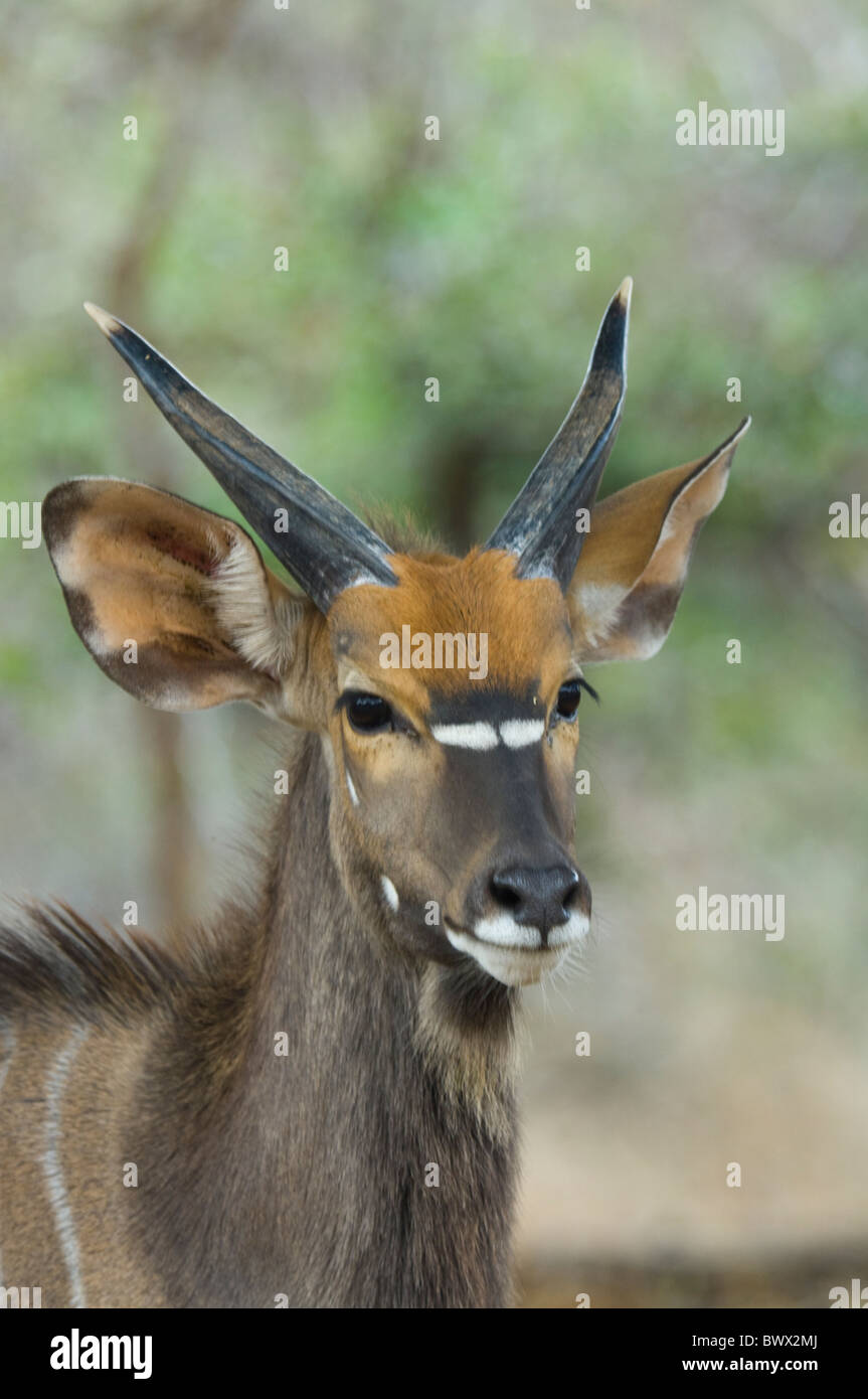 Nyala Tragelaphus Angasii Krüger Nationalpark in Südafrika Stockfoto