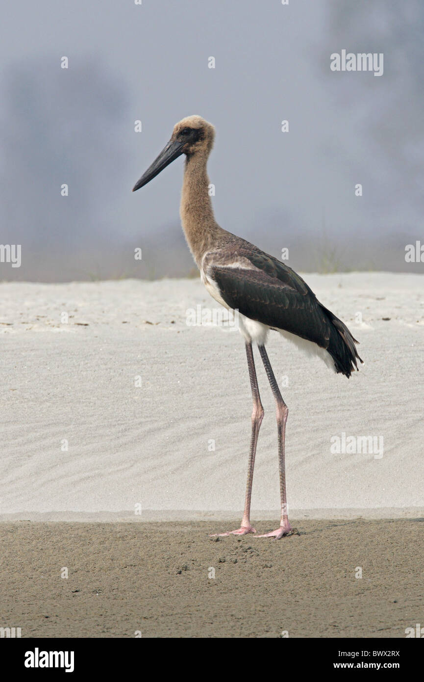Schwarz-necked Storch (Nahrung Asiaticus) unreif, stehend auf sandigen Ufer, Koshi Tappu, Nepal, Januar Stockfoto