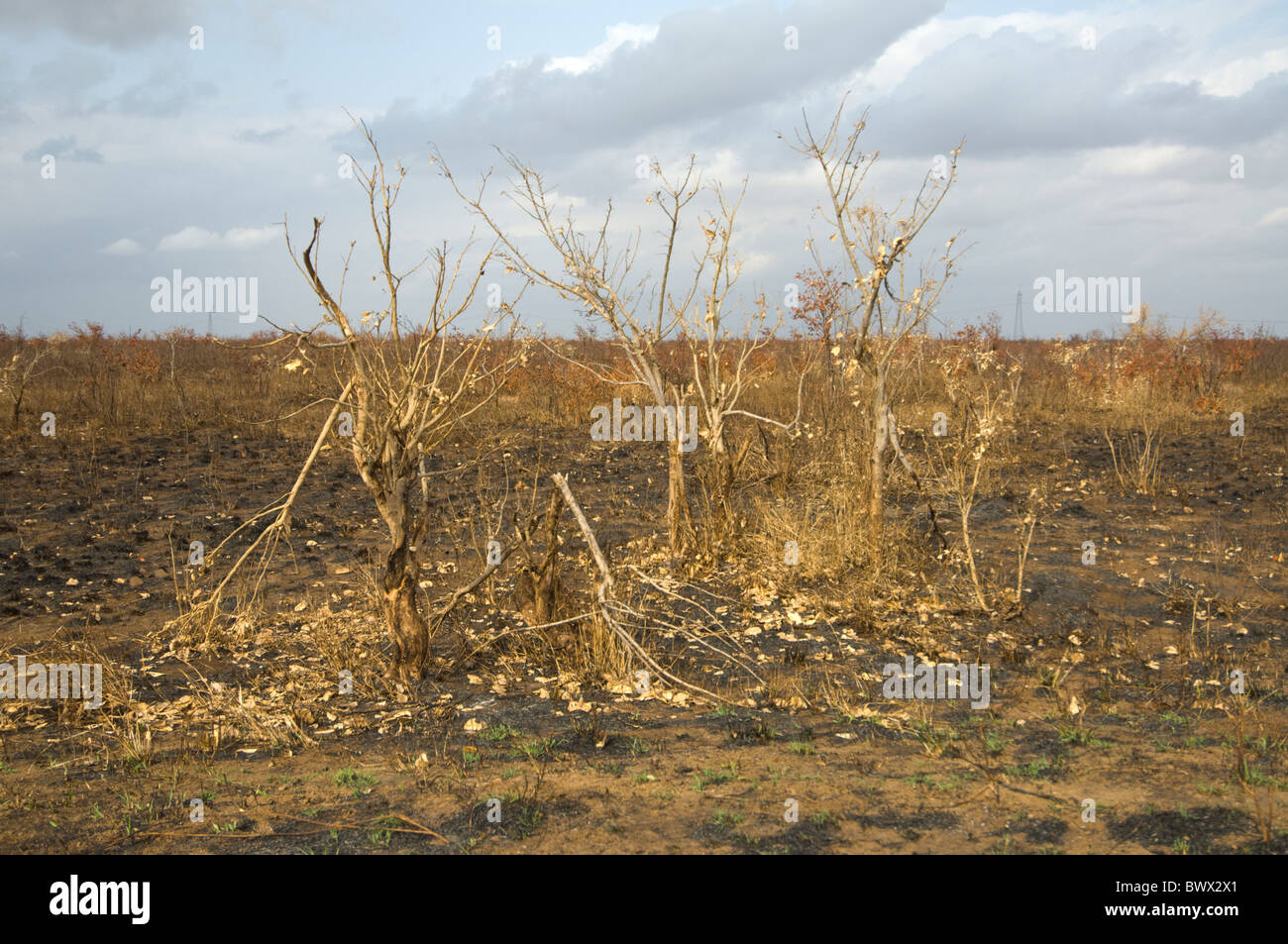 Elephant Schaden Kruger Nationalpark in Südafrika Stockfoto