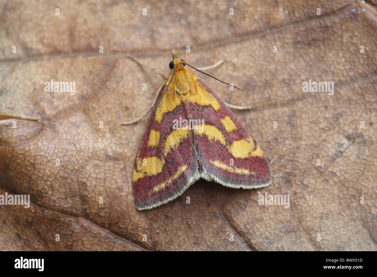 Tier Motten Motten Lepidoptera Insekt Insekten Wirbellose Wirbellosen Arthropoden Gliederfüßer Europa Europäische Wildtiere Stockfoto