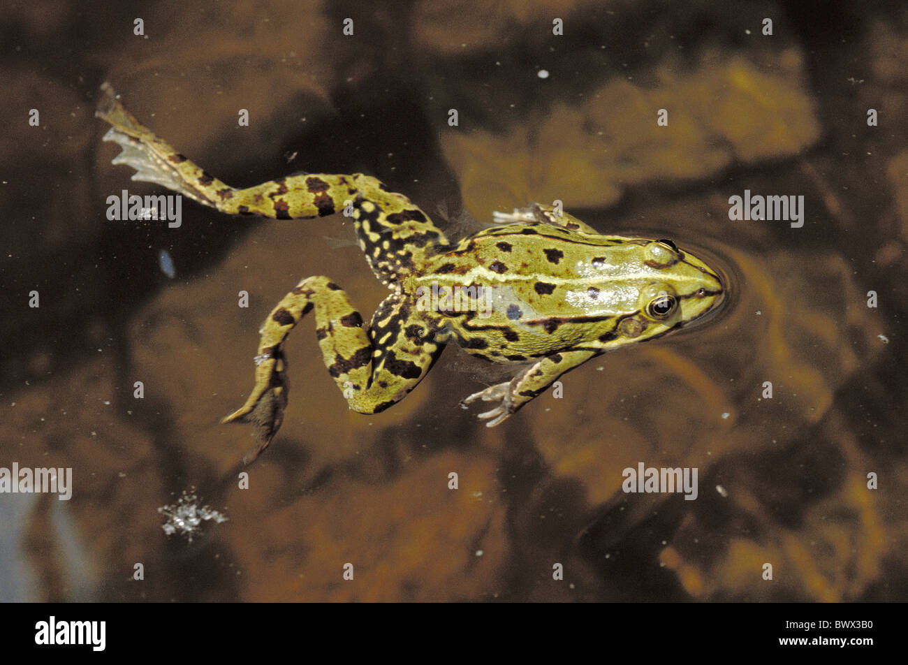 Laub Frosch grün schwarz gesprenkelt fleckige Sprung von oben Rücken Frosch Stockfoto