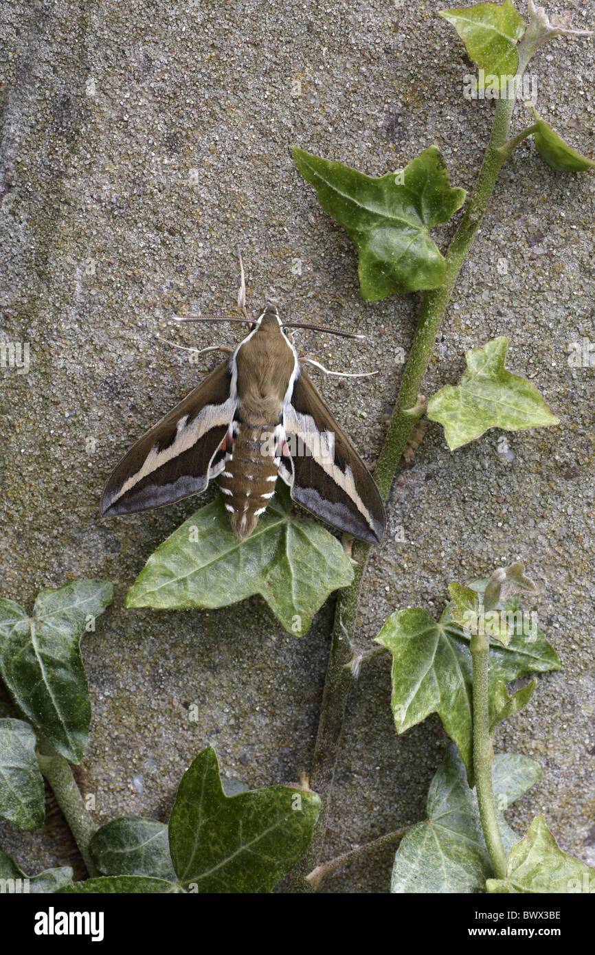 Tier Motten Motten Hawkmoth Hawkmoths 