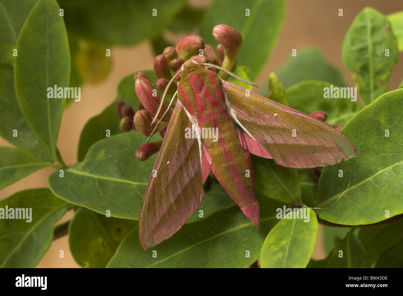 Tier Motten Motten Hawkmoth Hawkmoths Lepidoptera Insekt Insekten Wirbellose Wirbellosen Arthropoden Gliederfüßer Europa Stockfoto