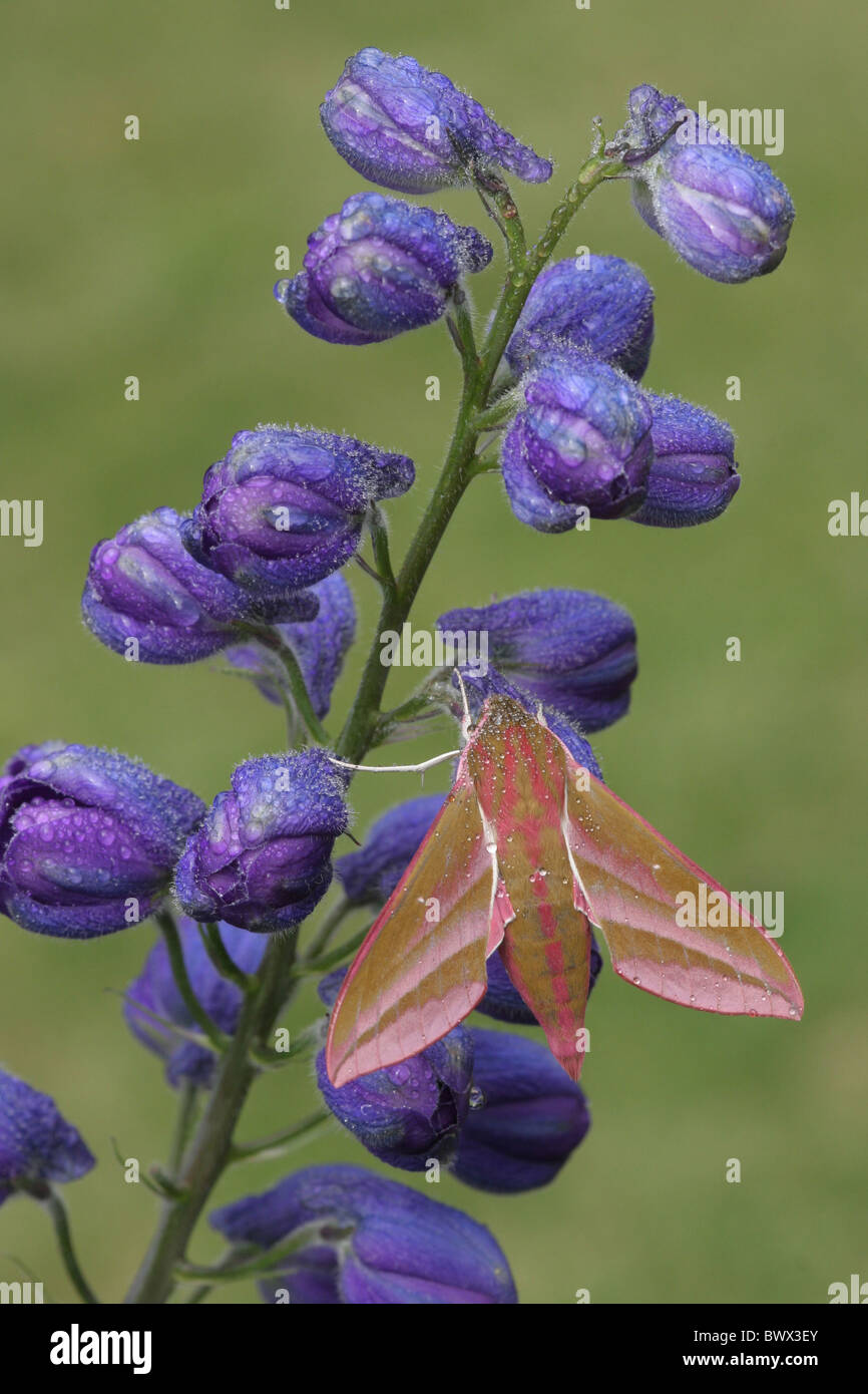 Elefant Hawkmoth (Deilephila Elpenor) Erwachsenen, ruht auf Rittersporn (blau Delphinium) in Regen, im Garten, Leicestershire, Stockfoto