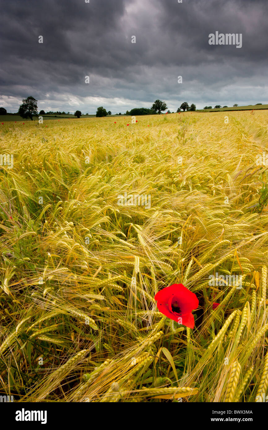 Sommergewitter über Maisfeld Gloucestershire UK Europe Stockfoto