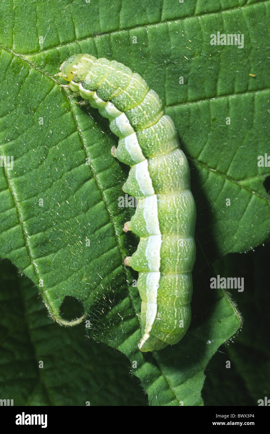 Orthosia Gothica hebräische Zeichen Larve Larven Raupe Insekt Fehler natürliche wilde Tierwelt Natur Umwelt Stockfoto