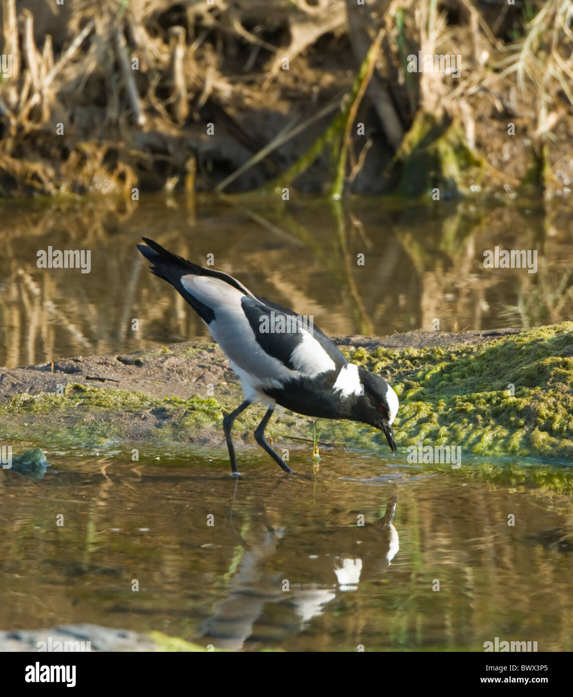 Blacksmith Plover Vanellus Armatus Krüger Nationalpark in Südafrika Stockfoto