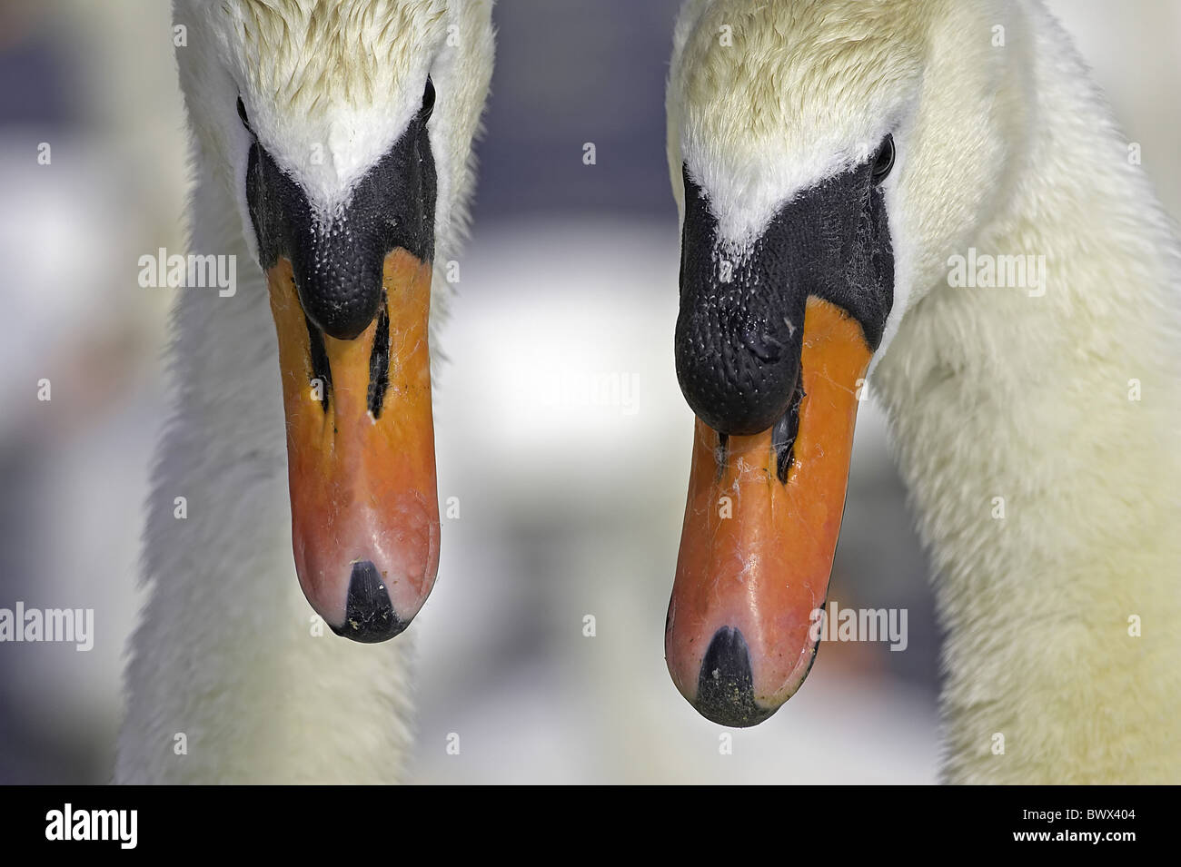 Höckerschwan (Cygnus Olor) Erwachsenen paar, close-up der Köpfe, Abbotsbury, Dorset, England, Frühling Stockfoto