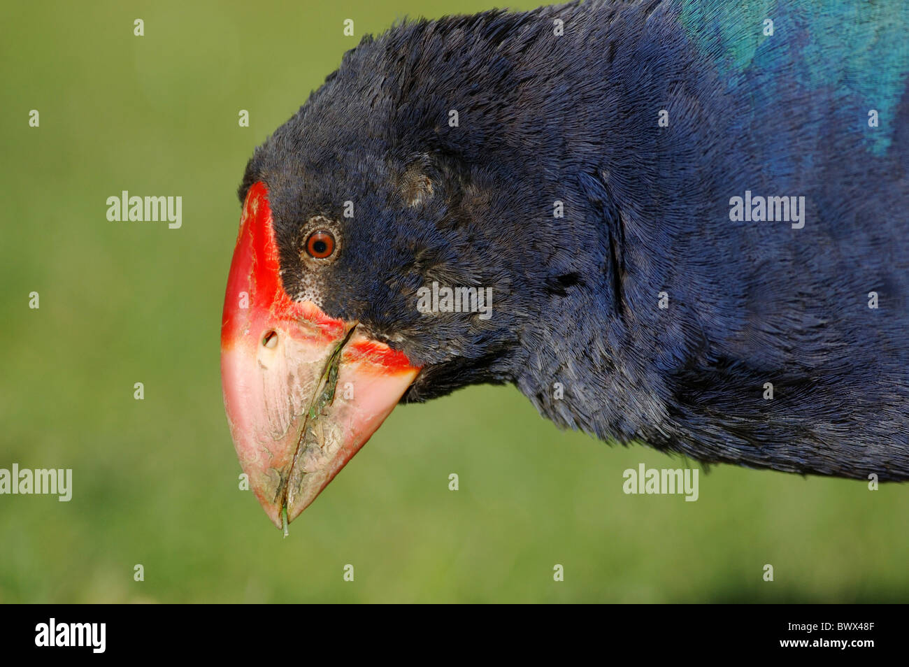 Takahe (Porphyrio Hochstetteri) Erwachsene, Nahaufnahme des Kopfes, Tiritiri Matangi Island Nature Reserve, North Island, Neuseeland, Juli Stockfoto