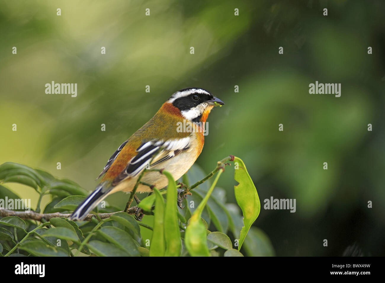 Streifen-Headed Tanager (Spindalis Zena) Männchen, thront auf Zweig, Grand Cayman, Cayman-Inseln Stockfoto