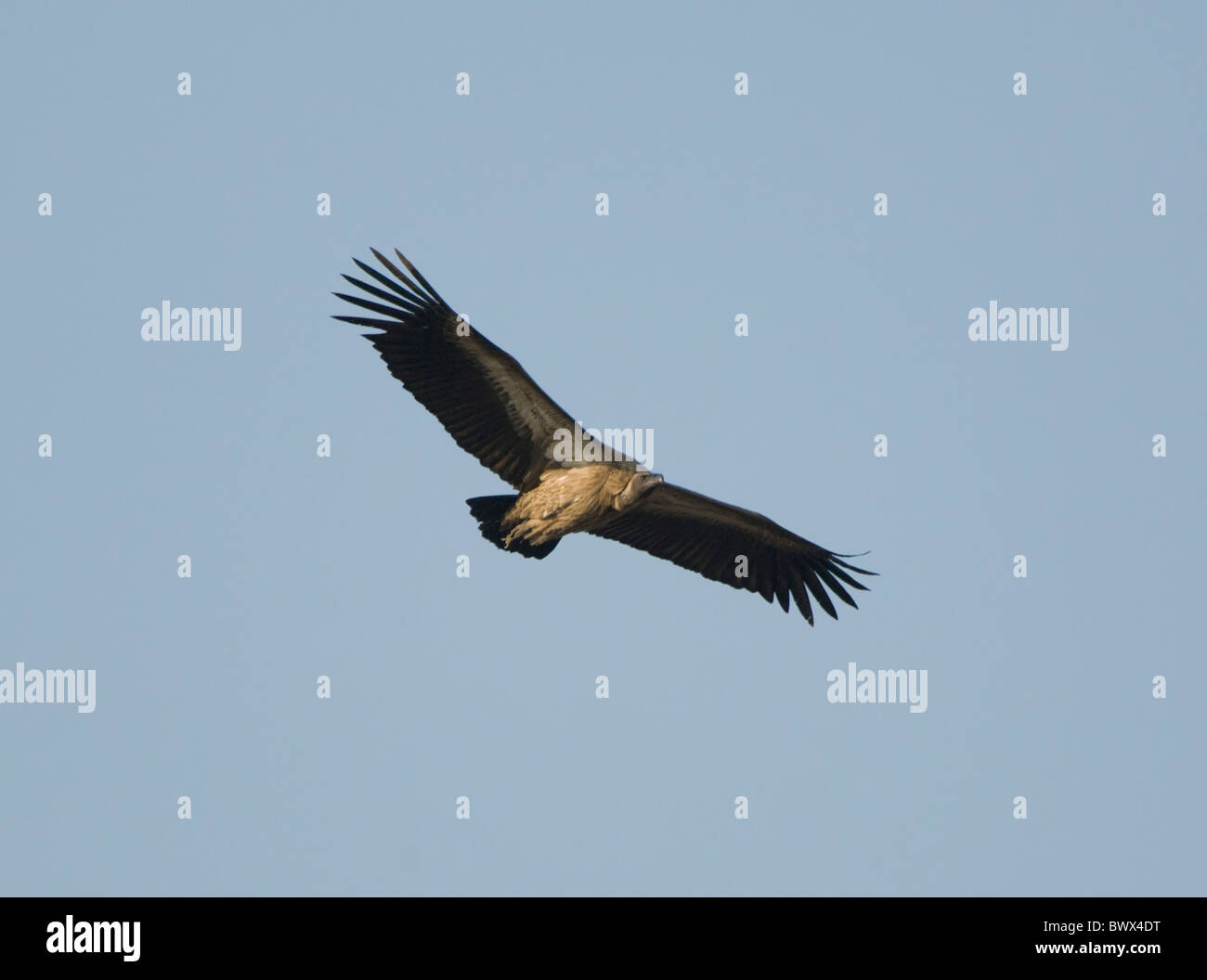 Kap Geier abgeschottet Coprotheres Krüger Nationalpark in Südafrika Stockfoto