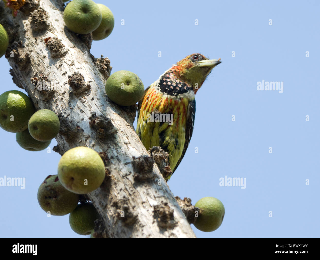 Crested Barbet Trachyphonus Vaillantii Krüger Nationalpark in Südafrika Stockfoto