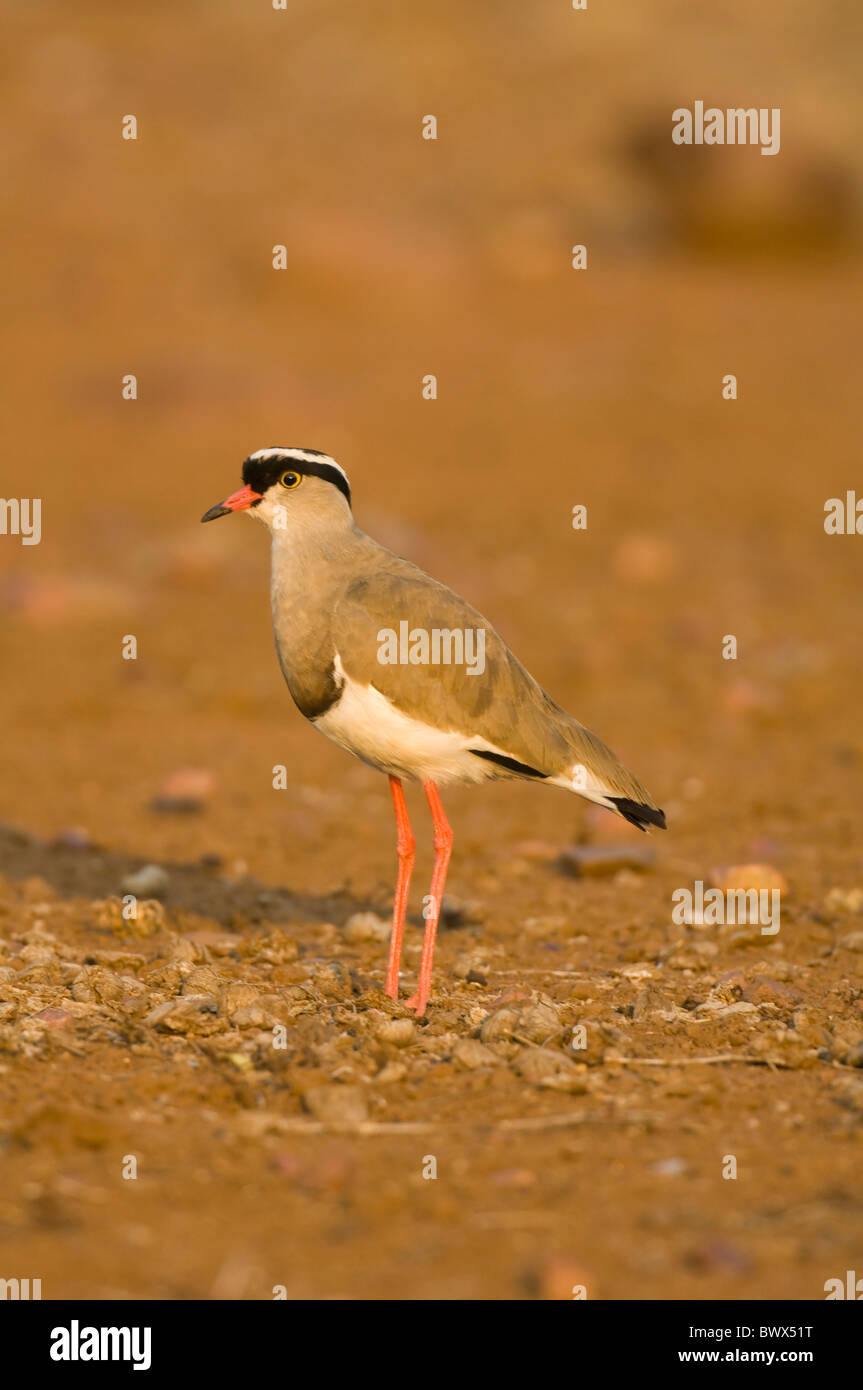Gekrönte Kiebitz Vanellus Coronatus Krüger Nationalpark in Südafrika Stockfoto