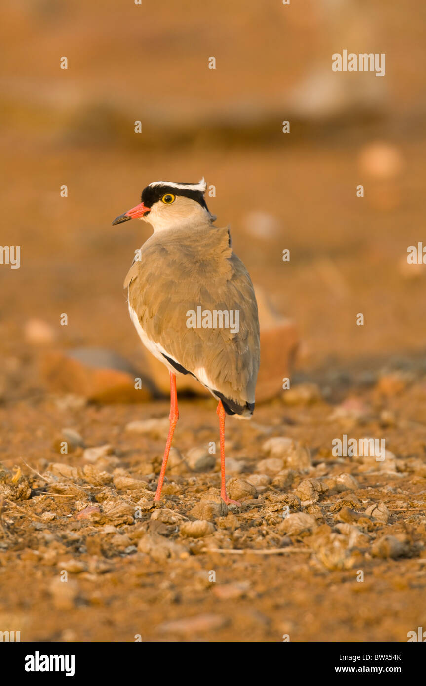 Gekrönte Kiebitz Vanellus Coronatus Krüger Nationalpark in Südafrika Stockfoto