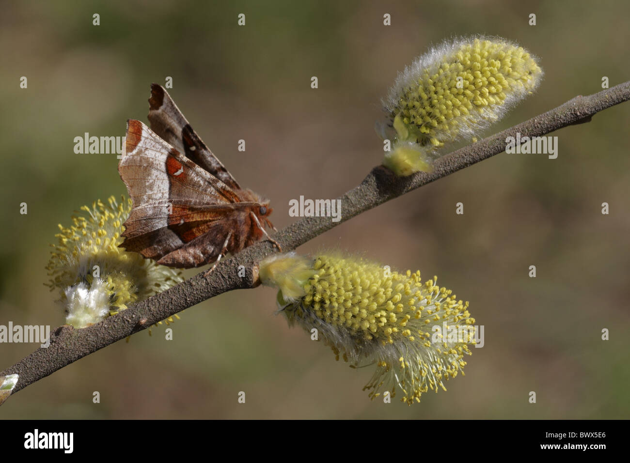 Tier Motten Motten Lepidoptera Insekt Insekten Wirbellose Wirbellosen Arthropoden Gliederfüßer Europa Europäische Wildtiere Stockfoto