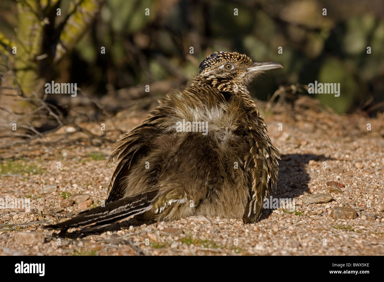 Größere Roadrunner (Geococcyx Californianus) Arizona Erwärmung selbst durch die Errichtung von Federn erlauben Sonne Streikrecht direkt auf der Haut Stockfoto