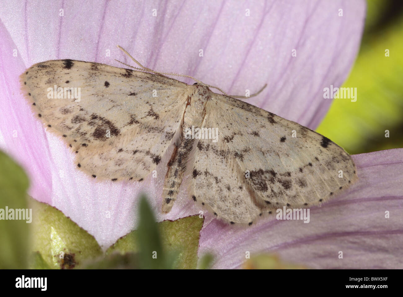 Idaea Dimidiata Single-gepunktete Single punktiert Welle Insekt Fehler Natur natürliche wilde Tierwelt Umwelt Umwelt Europa Stockfoto