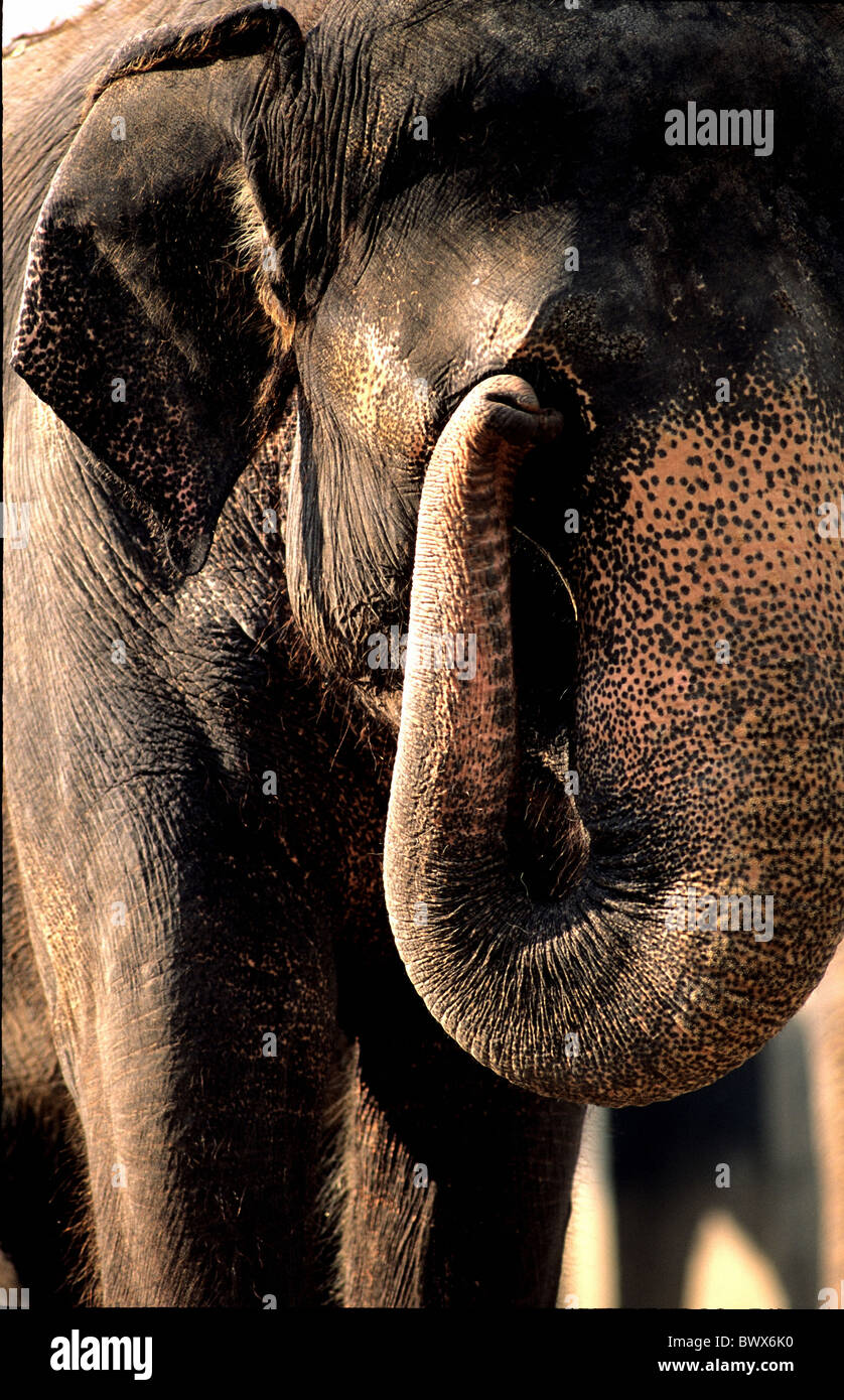 Indischer Elefant Elefanten Wilhelma Zoo Stuttgart Stockfoto