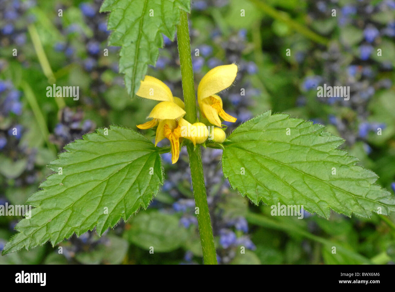 Gelbe Archangle Bugle blau Lamiastrum Galeobdolon Blume Blumen Pflanzen Pflanzen Erzengel Erzengel Europa Europäische Natur Stockfoto