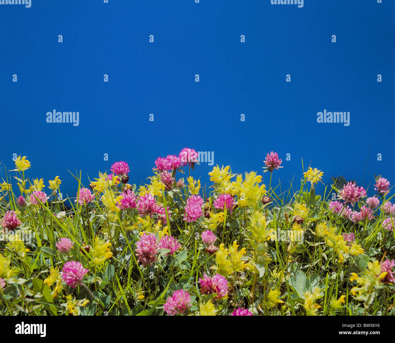 natürliche Wiese Blumen Schneiden Teil Alpen Alm Himmel Nahaufnahme Blüten blüht Stockfoto