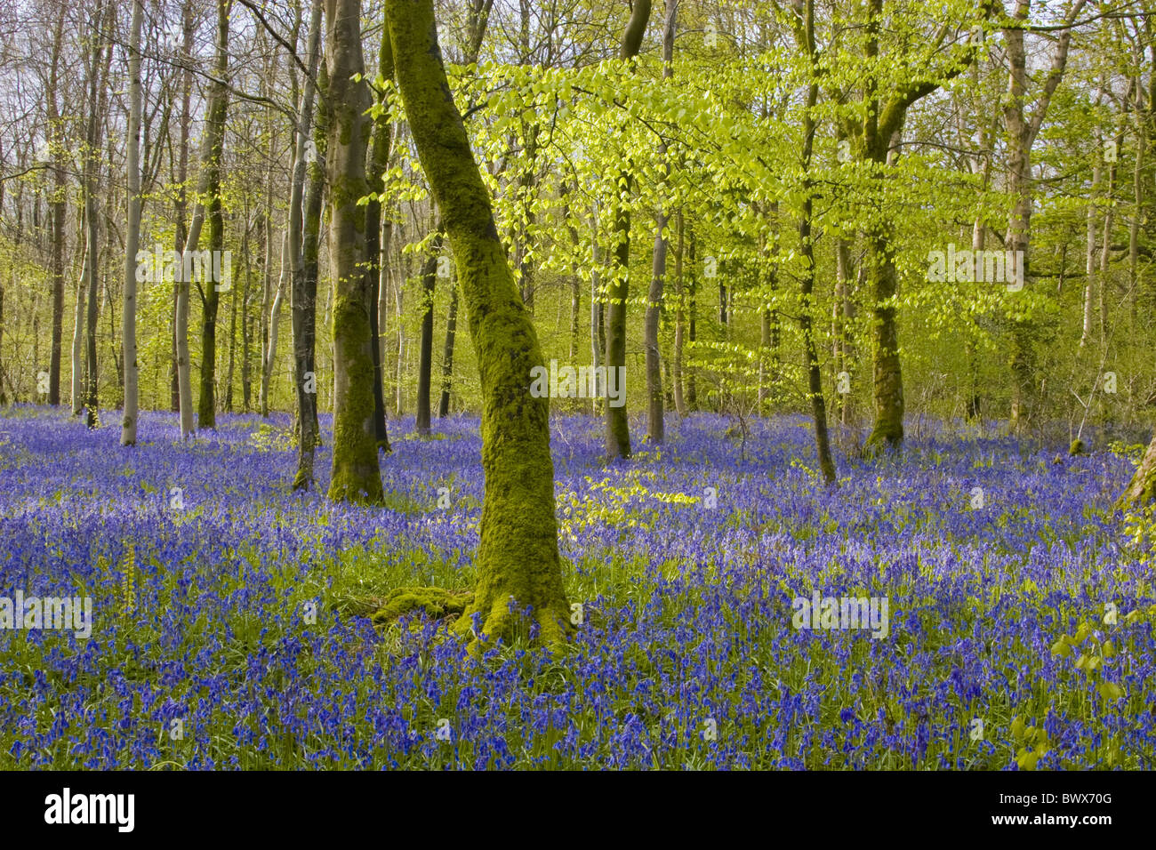 Buche Fagus Sylvatica Auld Mannes Glocke Blüte Blüten blühen blau Bluebell Glockenblumen Großbritannien Großbritannien britische Colouful Stockfoto