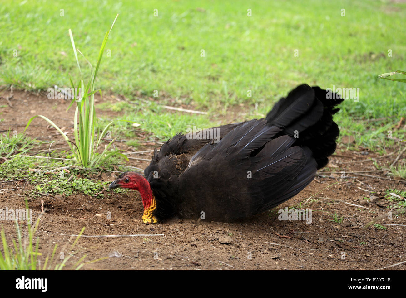 Australische Pinsel-Türkei (Alectura Lathami) Erwachsene, Staub-baden, Deutschland Stockfoto