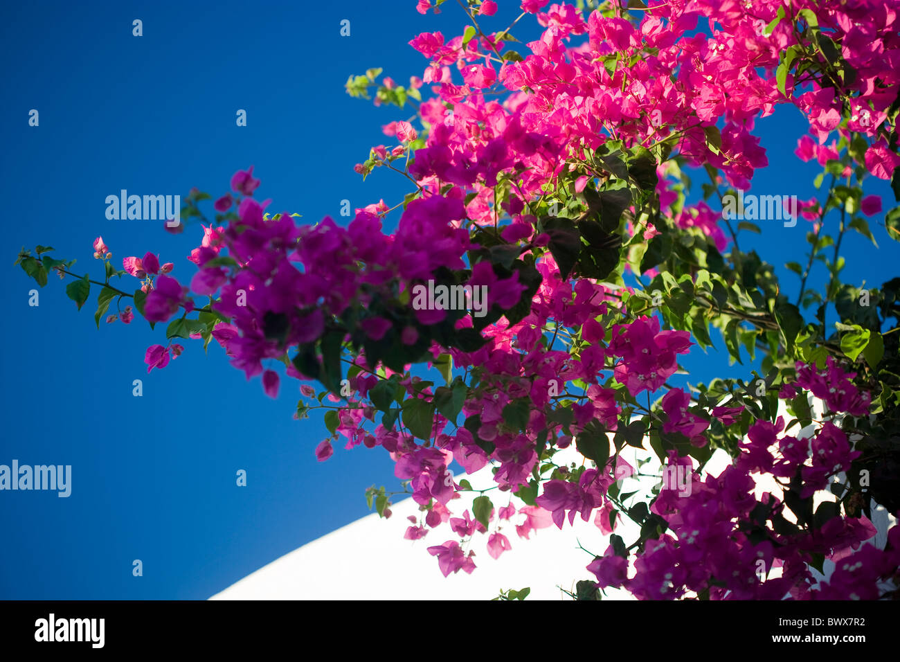 Bougainvillea-Blüten Stockfoto