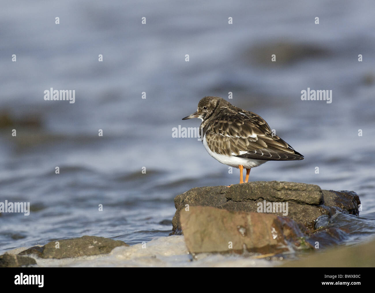 Ruddy Steinwälzer (Arenaria Interpres) Erwachsene, Winterkleid, auf Felsen neben Meer, Southerness, Dumfries and Galloway, Schottland, winter Stockfoto
