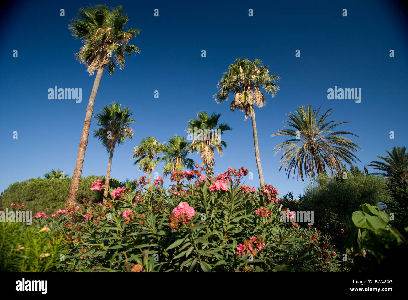 Palmen im Club Mediterranee Resort in Nabeul Tunesien Stockfoto