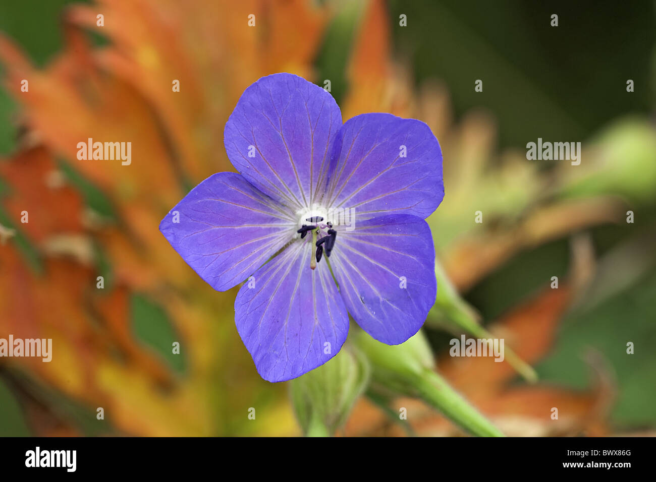 Geranium Pratense Wiese Storchschnabel blaue Farbe Storchschnabel Blüte  Wiesen Blumen Blüten Staubblätter Stigma Blume Blume Pflanze  Stockfotografie - Alamy