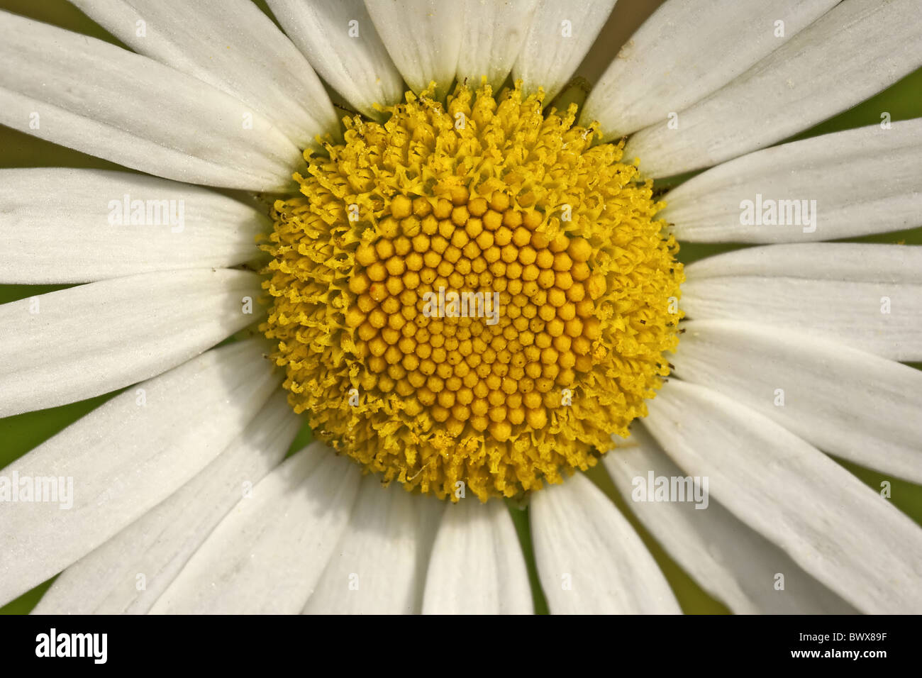 Leucanthemum Vulgare Ox-Eye Daisy Warwickshire Nahaufnahme Farbe Blume Wiesen Blumen Garten Wiese Blütenblätter Staubblätter Sommer Stockfoto