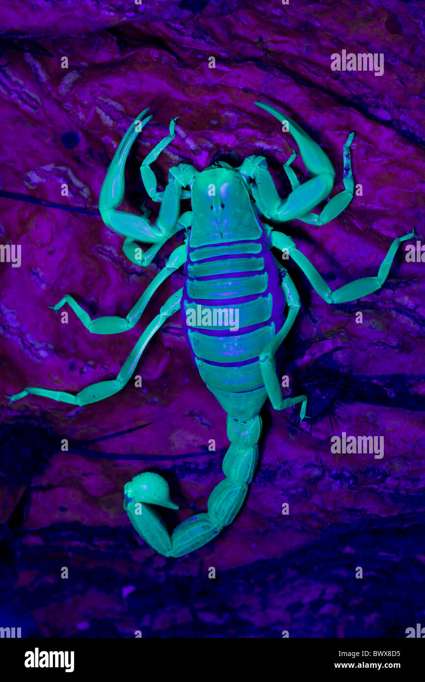 Wüste behaarte Scorpion (Hadrurus Arizonensis) - auch genannt behaarte Riesenskorpion - unter UV-Licht - Arizona - USA Stockfoto