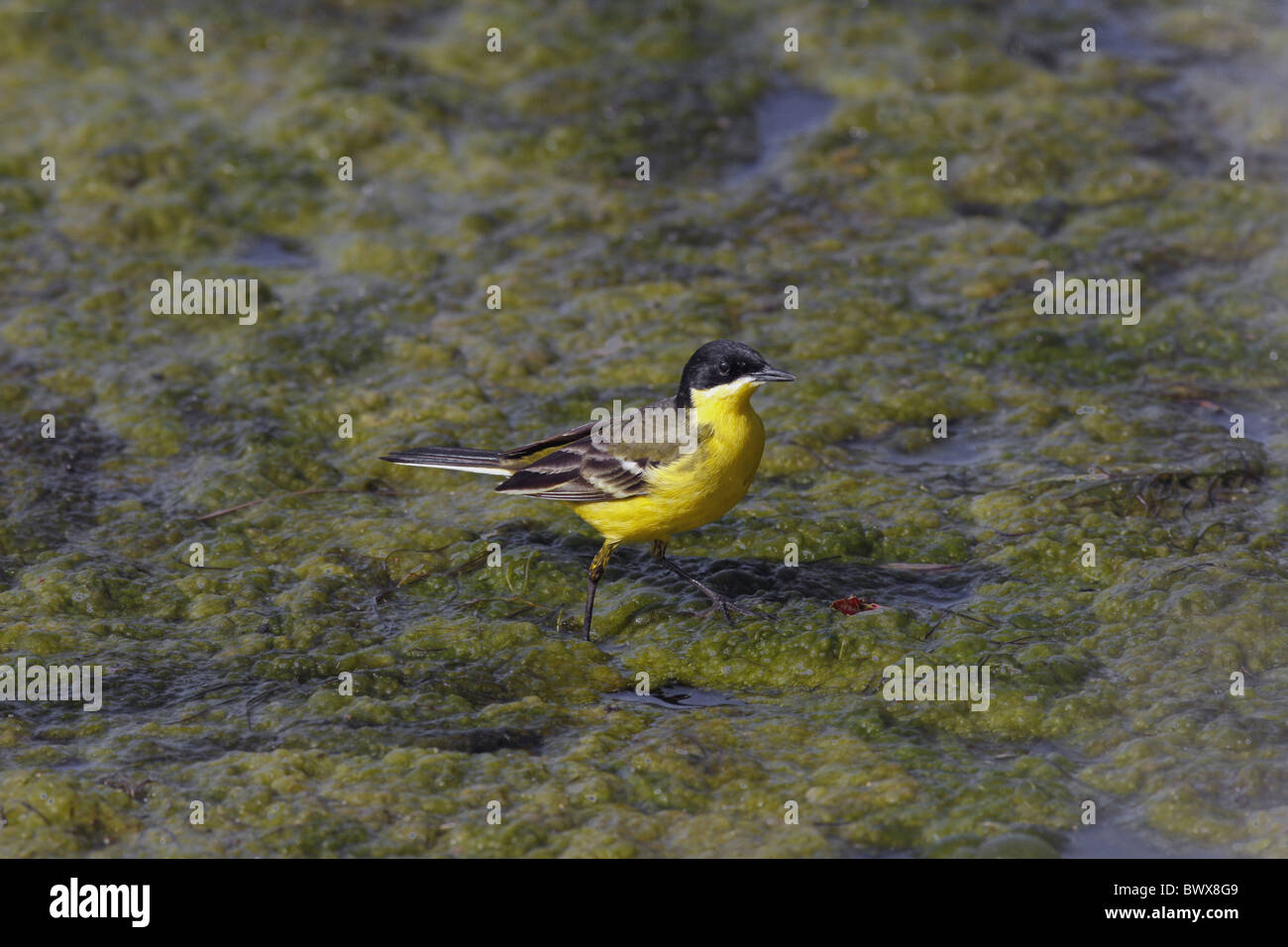 Black-headed Bachstelze (Motacilla Flava Feldegg) Erwachsene männliche, Frühling Durchgang Migrant, bedeckt ernähren sich von Algen Teich, Zypern, april Stockfoto