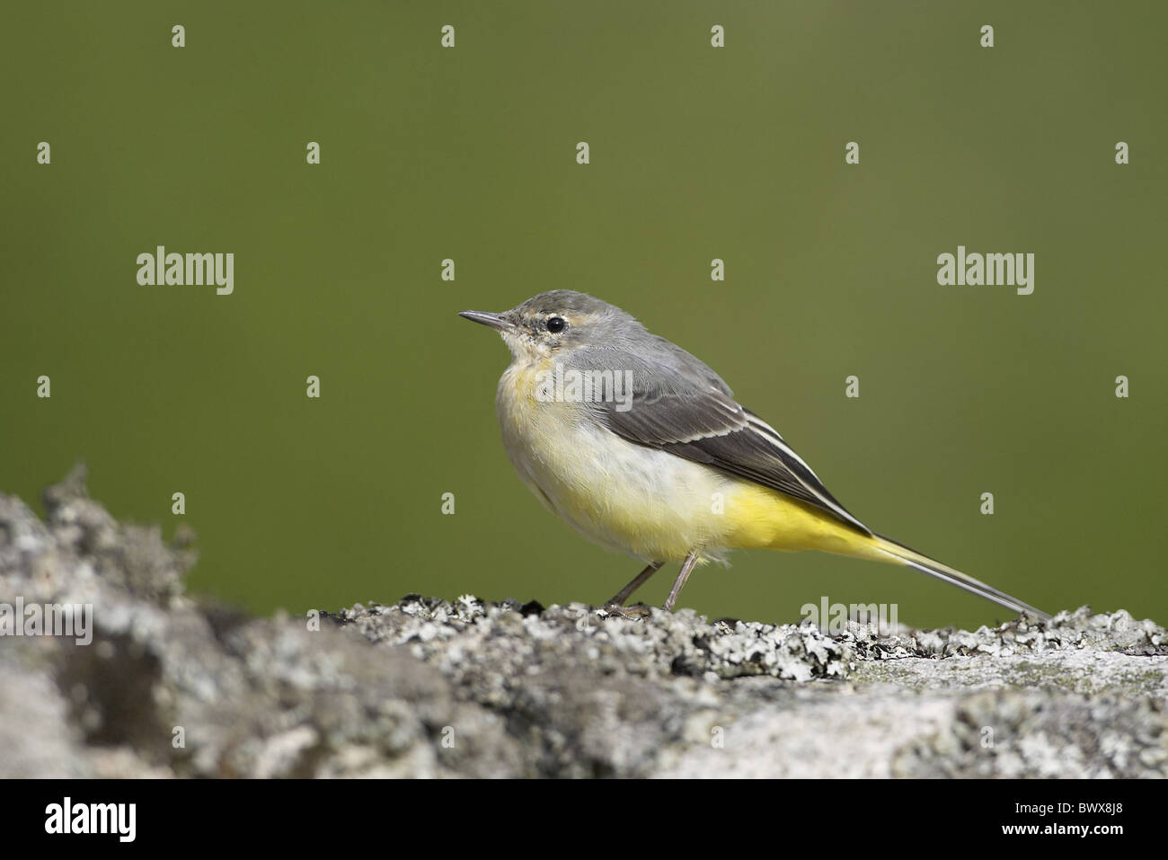 Erwachsenes Weibchen grau Bachstelze (Motacilla Cinerea), stehend auf Steinmauer Stockfoto